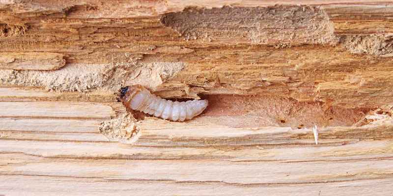Как спасти деревянный дом от жука-древоточца: советы специалиста