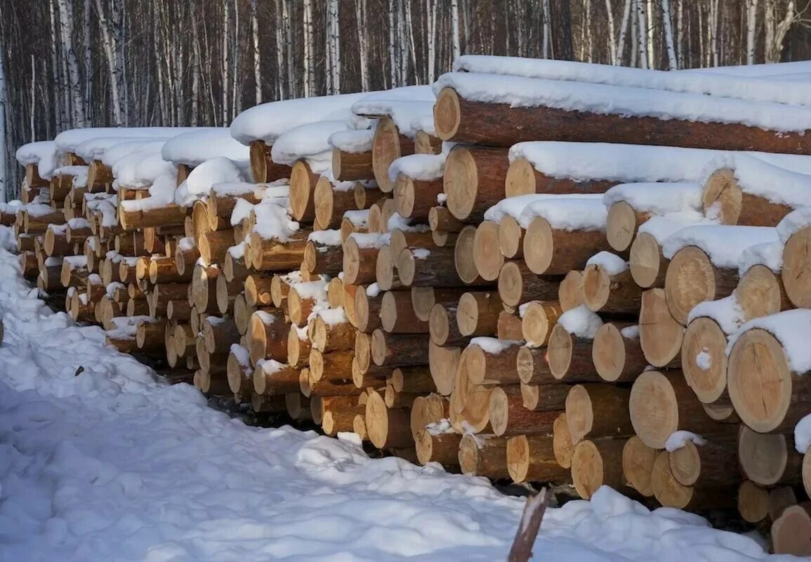 Плюсы дерева зимней рубки - Общие статьи - Блог - СК 