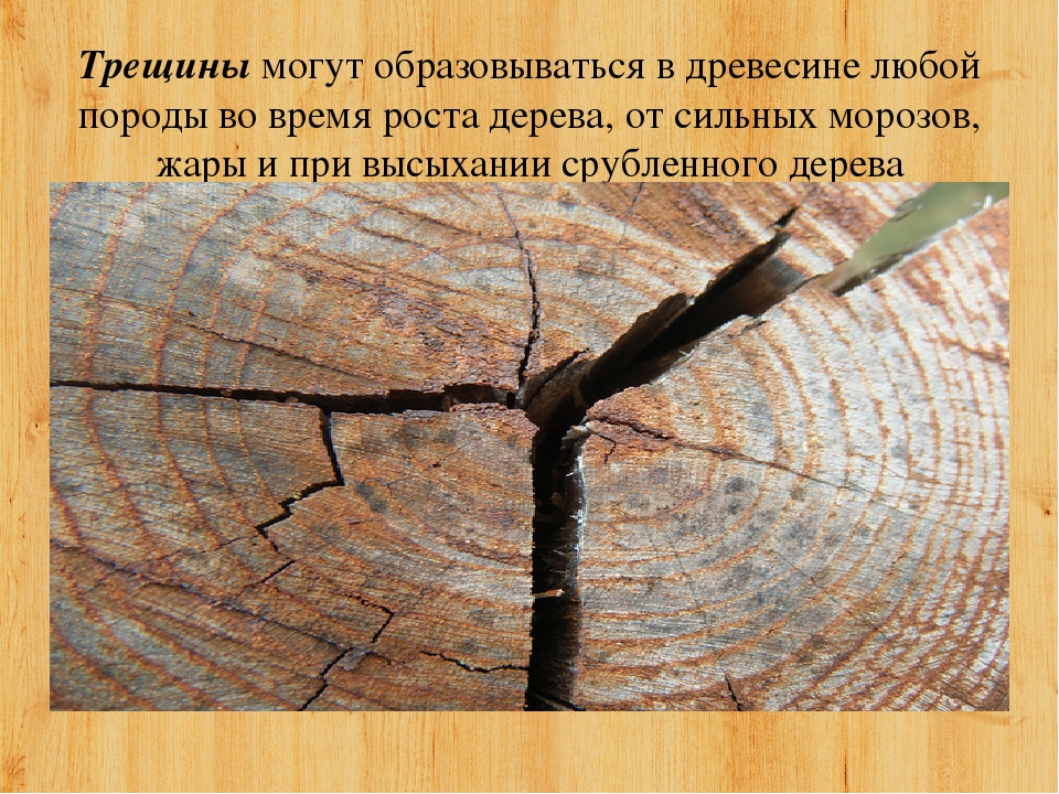 Что значит трещина. Пороки древесины трещины. Трещина в дереве. Дефекты древесины трещины. Трещины в пиломатериале.